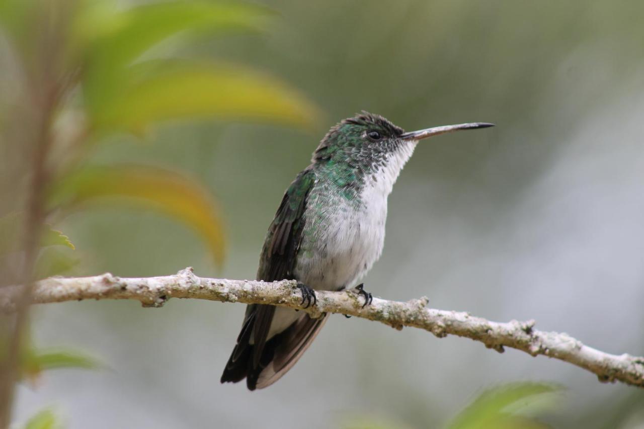 Pousada Colibri Morro de São Paulo Εξωτερικό φωτογραφία